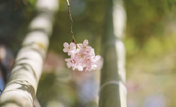 济南市成人高考怎么报名