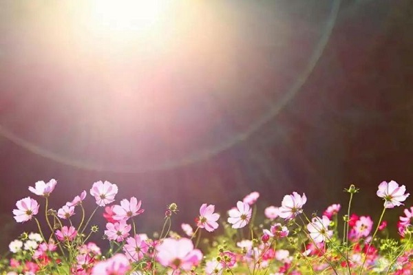 日照市成人高考高起本报名条件