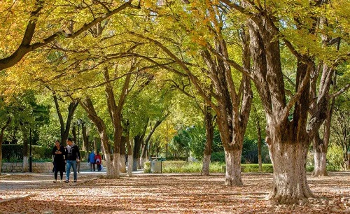 商河县成人高考报名地址在哪「报名时间、流程」