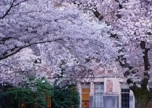 �����г��˴�ר���Կ�Ŀ